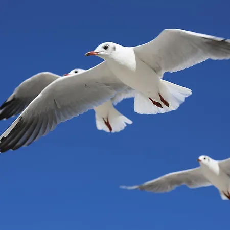 Apartment Haus Oldenburg Penthaus 11 Wangerooge